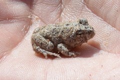 Tomopterna delalandii