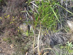 Osteospermum ciliatum