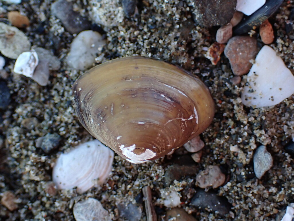 Atactodea erycinaea