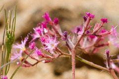 Chorizanthe fimbriata