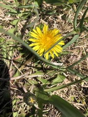 Taraxacum officinale