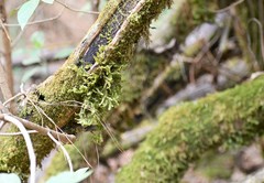 Thuidium peruvianum