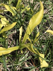 Angiospermae