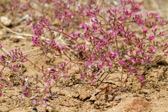 Chorizanthe fimbriata