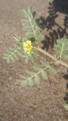 Tribulus pentandrus