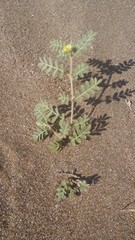 Tribulus pentandrus
