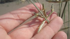 Cyperus conglomeratus