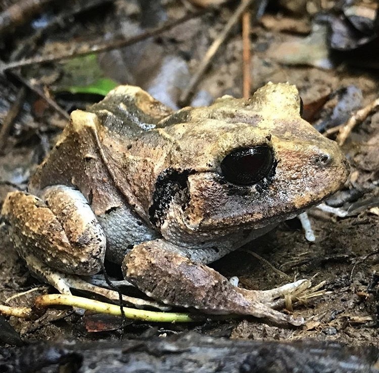 Veragua Robber Frog