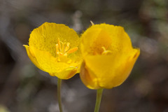 Calochortus weedii weedii