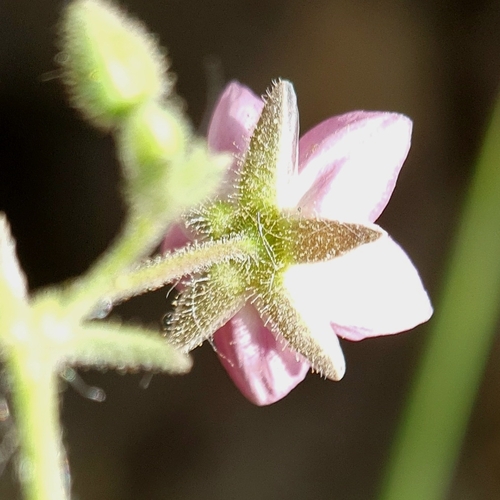Image of Rhodalsine geniculata by (c) Mehdi Chetibi, some rights reserved (CC BY)
