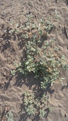 Gisekia pharnaceoides