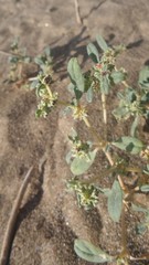 Gisekia pharnaceoides