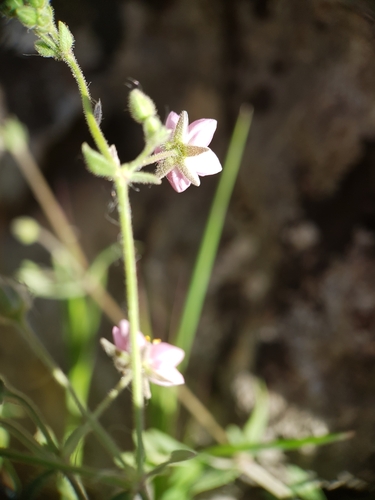 Image of Rhodalsine geniculata by (c) Mehdi Chetibi, some rights reserved (CC BY)