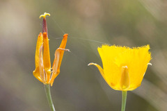 Calochortus weedii weedii