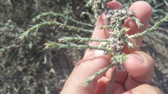 Cornulaca monacantha