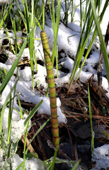 Equisetum fluviatile