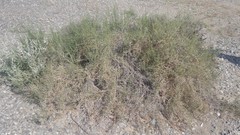 Haloxylon salicornicum