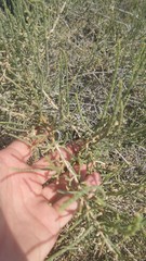 Haloxylon salicornicum