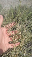 Haloxylon salicornicum