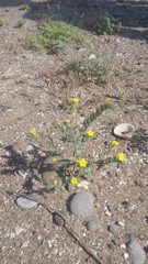 Arnebia hispidissima