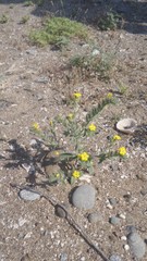 Arnebia hispidissima