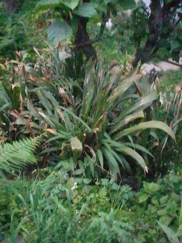 Tupistra clarkei