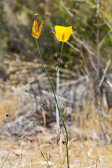 Calochortus weedii weedii