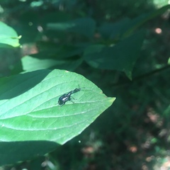 Cycnotrachelus roelofsi