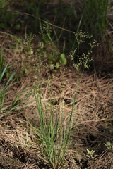 Juncus paludosus