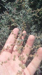 Suaeda vermiculata