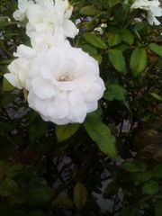 Rosa