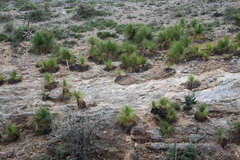 Dasylirion acrotrichum