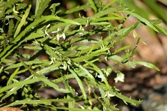 Carmichaelia williamsii