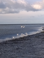 Chroicocephalus maculipennis