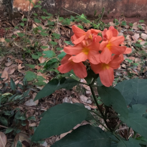 Image of Crossandra infundibuliformis by (c) Paulmathi Vinod, some rights reserved (CC BY)