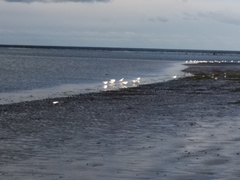 Chroicocephalus maculipennis