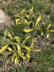 Angiospermae