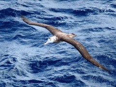 Tristan Albatross photo 2