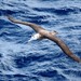Albatros de Tristán - Photo (c) michael clarke stuff, algunos derechos reservados (CC BY-SA)