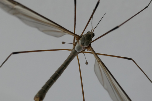 Tipula spec