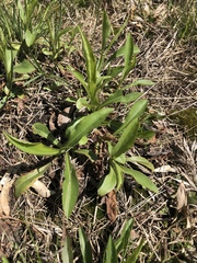 Angiospermae