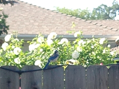 Aphelocoma californica