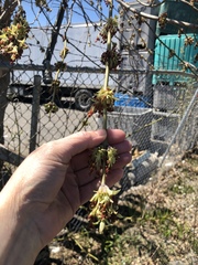 Acer negundo