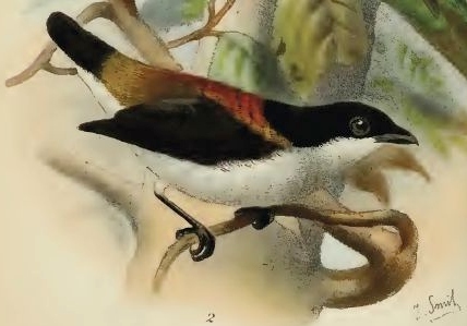 Cebu Flowerpecker photo