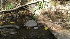 Malayemys macrocephala