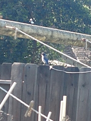 Aphelocoma californica