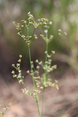 Juncus paludosus