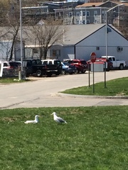 Larus argentatus