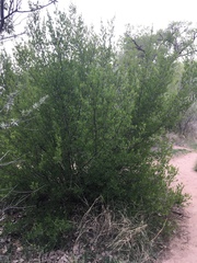 Forestiera pubescens pubescens