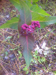 Asclepias cordifolia